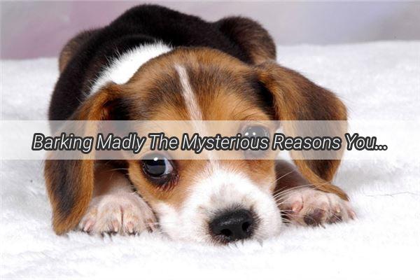 Barking Madly The Mysterious Reasons Your Dog Suddenly Turned to a Howler